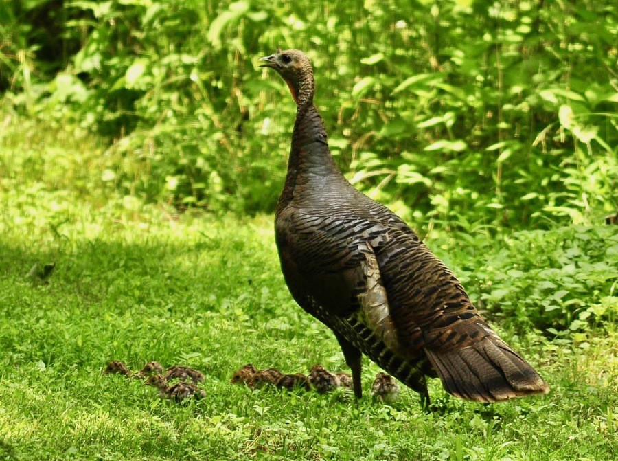 Wild Turkey with Chicks by Alvin Freund/USFWS Northeast Region is available through Public Domain.